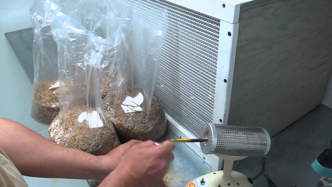 Transferring mycelium on agar to grain YouTube