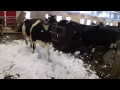 Lehmät lumessa - Cows go nuts in snow