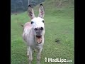 Sesuk mlebu Sesuk mlebu