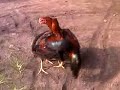 Ayam Pakhoy images Ayam Pakhoy