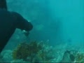 Video de Pesca submarina
