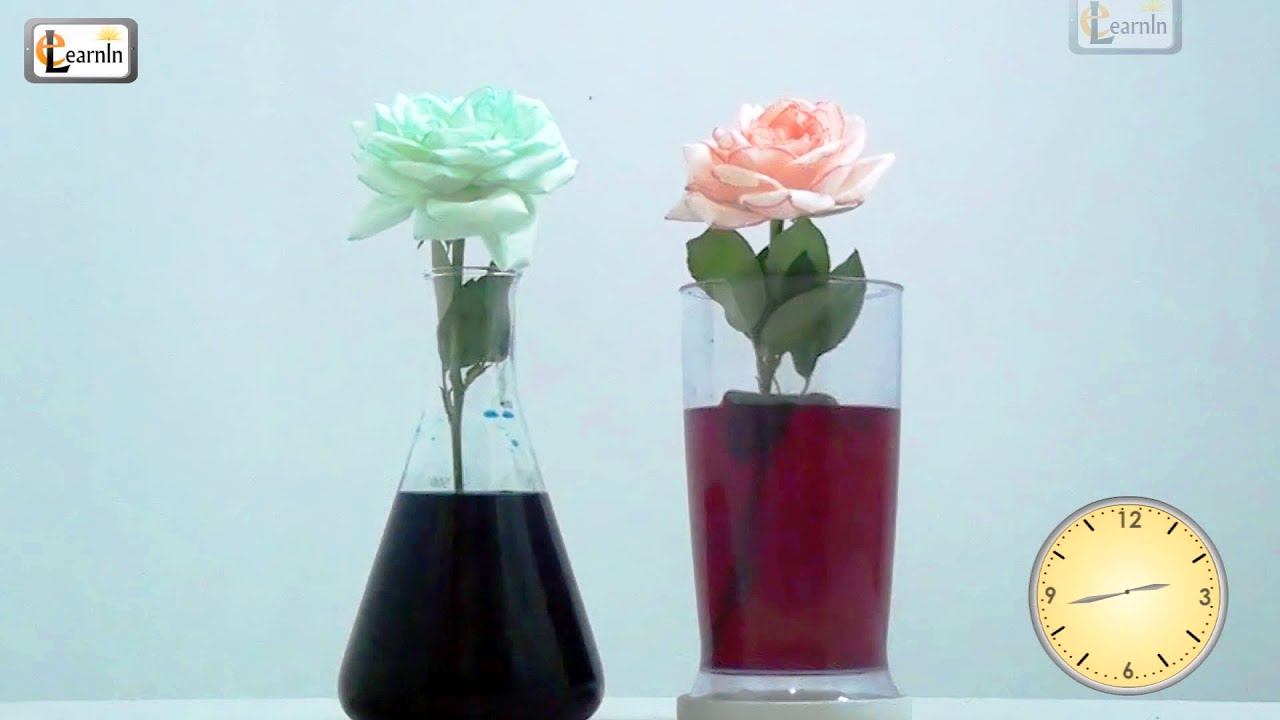 Colored flowers | Color changing flower experiment | Science