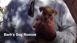 Barb's Dog Rescue - Barb's Two bit