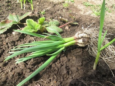 Зачем сажать чеснок с клубникой 53