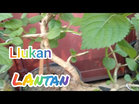 lantana liukan asik #sahabatkoh #jokomoker