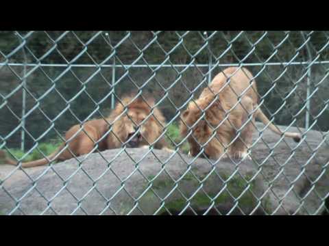 african lion habitat. Lion Habitat as a showcase