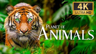 Planet Of Animals 4K 🐾 Discovery Relaxation Wildlife Расслабляющая Фортепианная Музыка