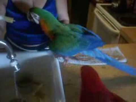 Baby+macaws+for+sale