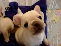 French bulldog puppy -gaston 6 weeks old - youtube