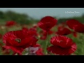 ERNESTO CORTAZAR - It was love at first sight