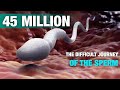 The difficult journey of the sperm | Signs