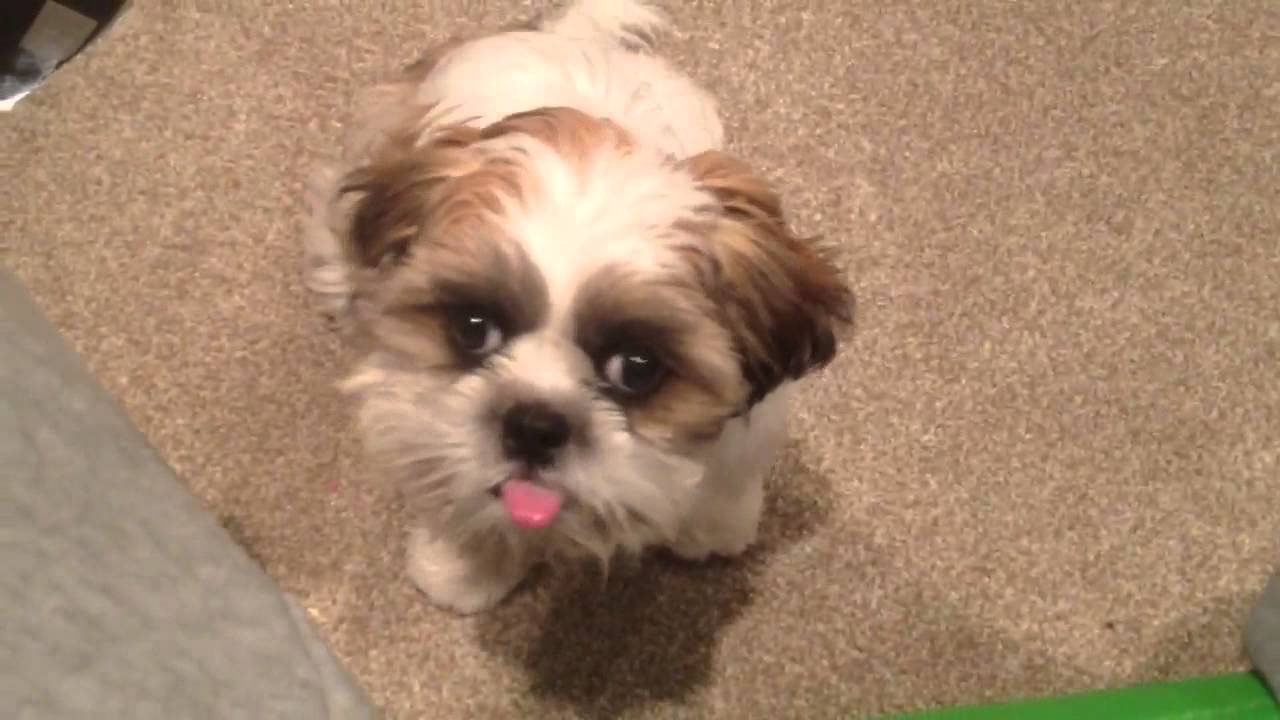 cooper shih tzu shih tzu puppy sticking his tongue out on command cooper shih tzu shih tzu puppy sticking his tongue out on command