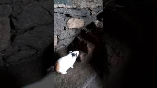 White Rat Best Jumping