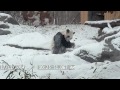 Toronto Zoo Giant Panda Tumbles In The Snow