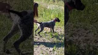 Trainable Dog Breeds - German Shorthaired Pointer