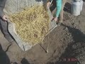 Φύτευση καρυδιάς. Καρυδιές Chandler.Εκπαιδευτικό Video