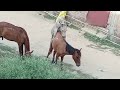 Horse XXX Video Aur Pragante #xxxtentacion