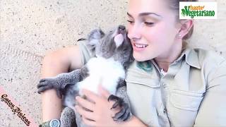 Videos para morir de la risa , FUNNY CATS, DOGS, los animales más graciosos del mundo