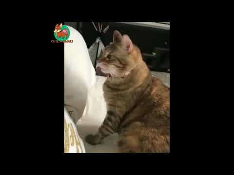 Awesome Funny Animals Life Videos | Funniest Pets