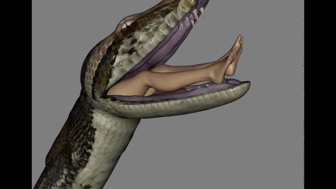 Snake vore video manip swallows bound