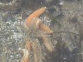 Upsidedown starfish