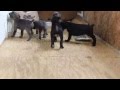 Cane Corso Puppies For Sale
