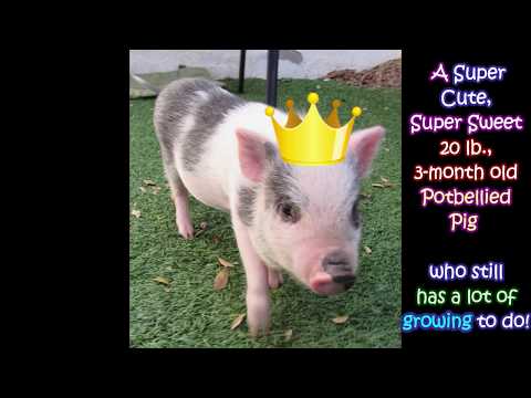 Meet Your Majesty Adeline - Adorable Potbellied Pig at SGVHS!!