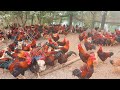 Free Range Chicken Farming | Feeding 1000 Native Chickens