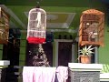 Aneka Burung images Aneka Burung