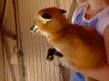 Baby Fox