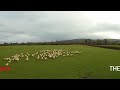 SHEP the Drone - Worlds first Drone Sheepdog