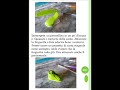 Tutorial Scarpette in pasta di zucchero di Danila Moretti