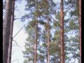 пилорама шинная