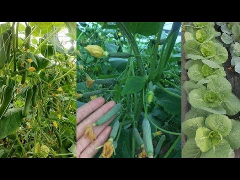 Cucumber, Tomatoes, Cabbage in My Farm .November, 2017