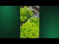 Cucumber, Tomatoes, Cabbage in My Farm .November, 2017