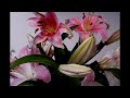 lily flower time lapse - July Flowers ecards - Events Greeting Cards