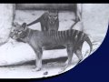 Tigre