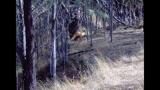 Driven Fox Hunt With Chiappa Triple Crown 20G, Jagd, Jack Russells And Beagles Victoria 30032025
