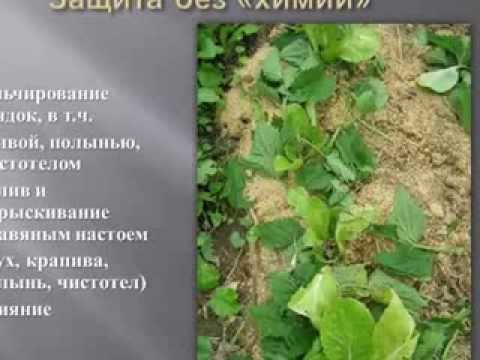 Подготовка картофеля к посадке - проращивание, озеленение Как подготовить семена моркови к посеву