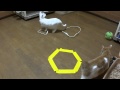 猫転送装置3 転送装置に入ったあとお祈りをはじめる猫
