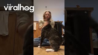 When Your Cats Not Afraid To Bring The Smoke Viralhog