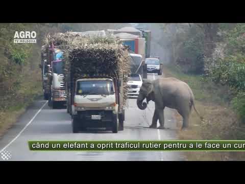 Cei 7 ani ai unui elefant – AGRO TV News