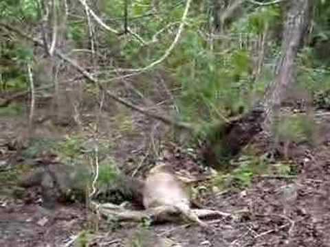 Komodo Dragon Eating. Komodo Dragons eating deer