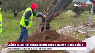 Aliağa Belediyesinden Bozköye 75 Adet Süs Armudu