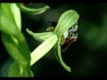 Wild Orchids of Israel:Seduction of the Long-horned Bee 8mm to DVD by CinePost
