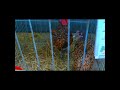 Mejores GALLINAS DE RAZA del mundo en EXPOSICIÓN
