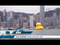[5月2日]本港新聞 - 黃色巨鴨今日起在尖沙咀公開展出