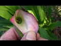 CALLA LILY PROPAGATION FROM SEED 6-28-12