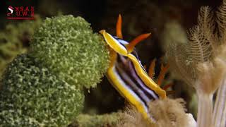 AFRICAN CHROMODORID