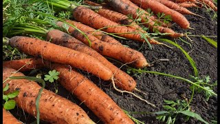 Только Эти Сорта Моркови Посажу В 2024 Году, Урожайные, Сладкие, Не Трескается